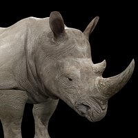 Rhinoceros Rig