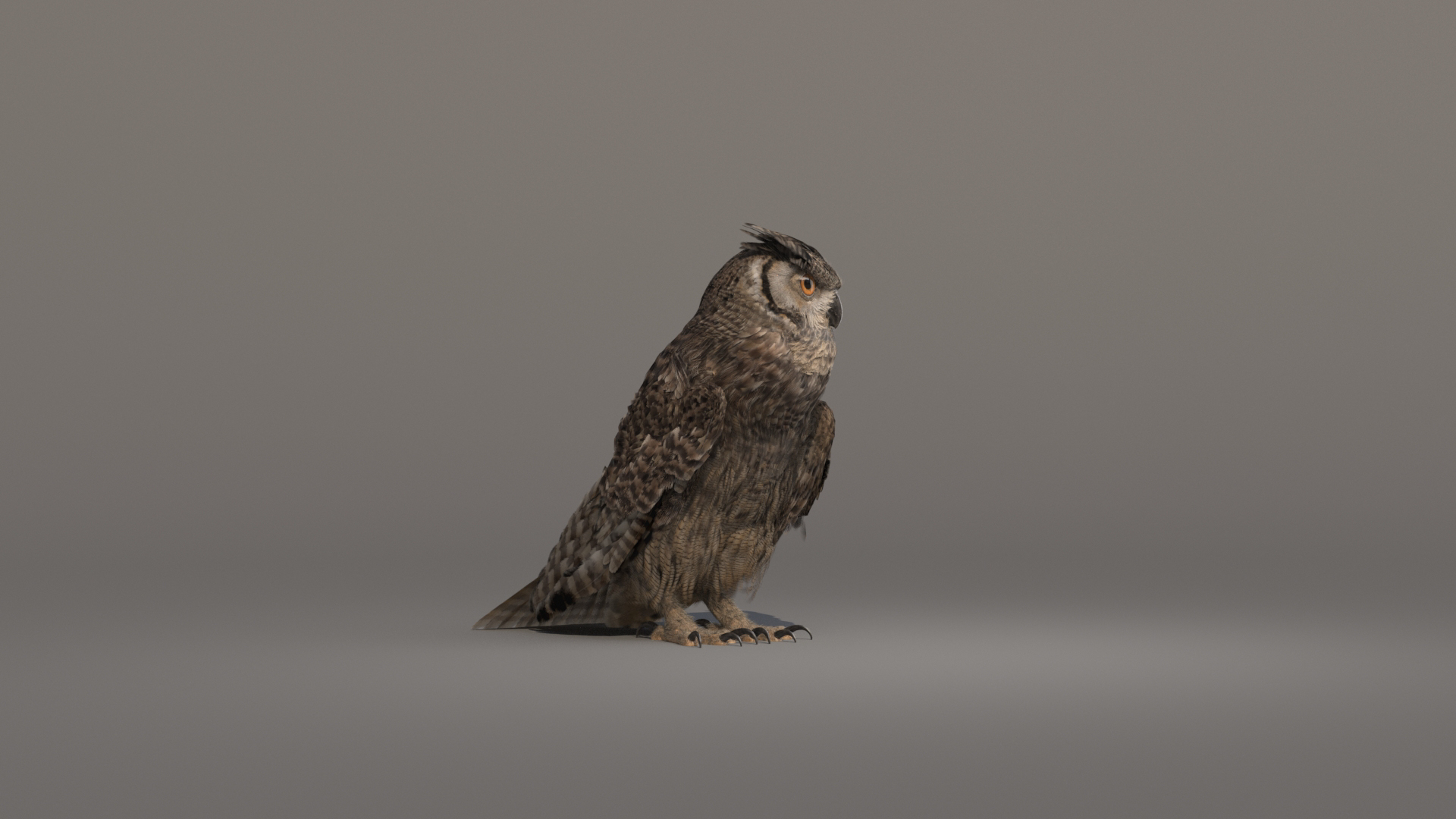 3D owl animations model https://p.turbosquid.com/ts-thumb/DP/EOFZjY/bbNUY8Mu/idlesecond/jpg/1573477942/1920x1080/turn_fit_q99/688f07403368603df19faf55640b78d9b91c34a7/idlesecond-1.jpg