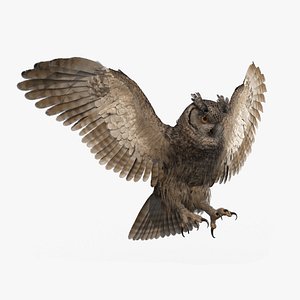 3D owl animations model