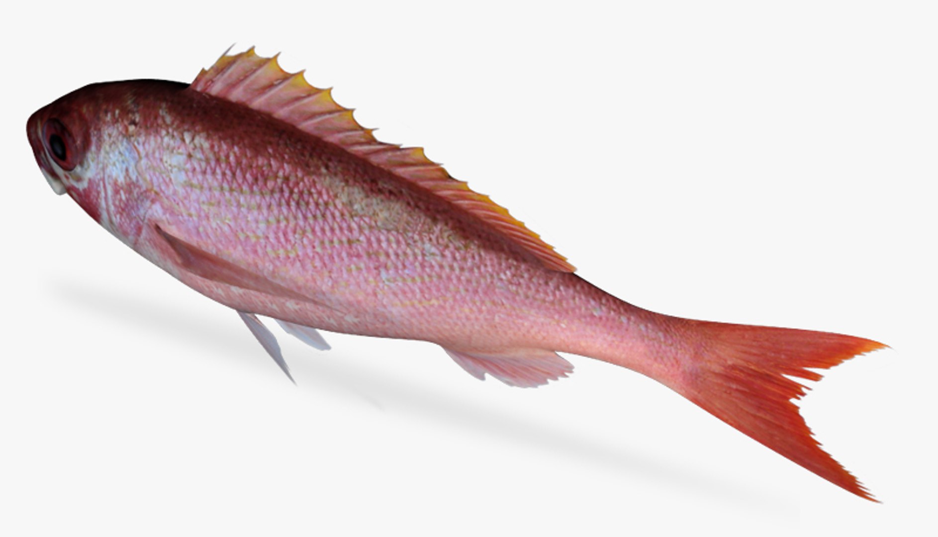 3d model vermillion snapper https://p.turbosquid.com/ts-thumb/DP/FdFq9L/JiioIqMe/4/jpg/1478346952/1920x1080/fit_q87/ca17cedcd24ffa0fae94d583093944a4bc418672/4.jpg