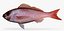 Vermillion Snapper