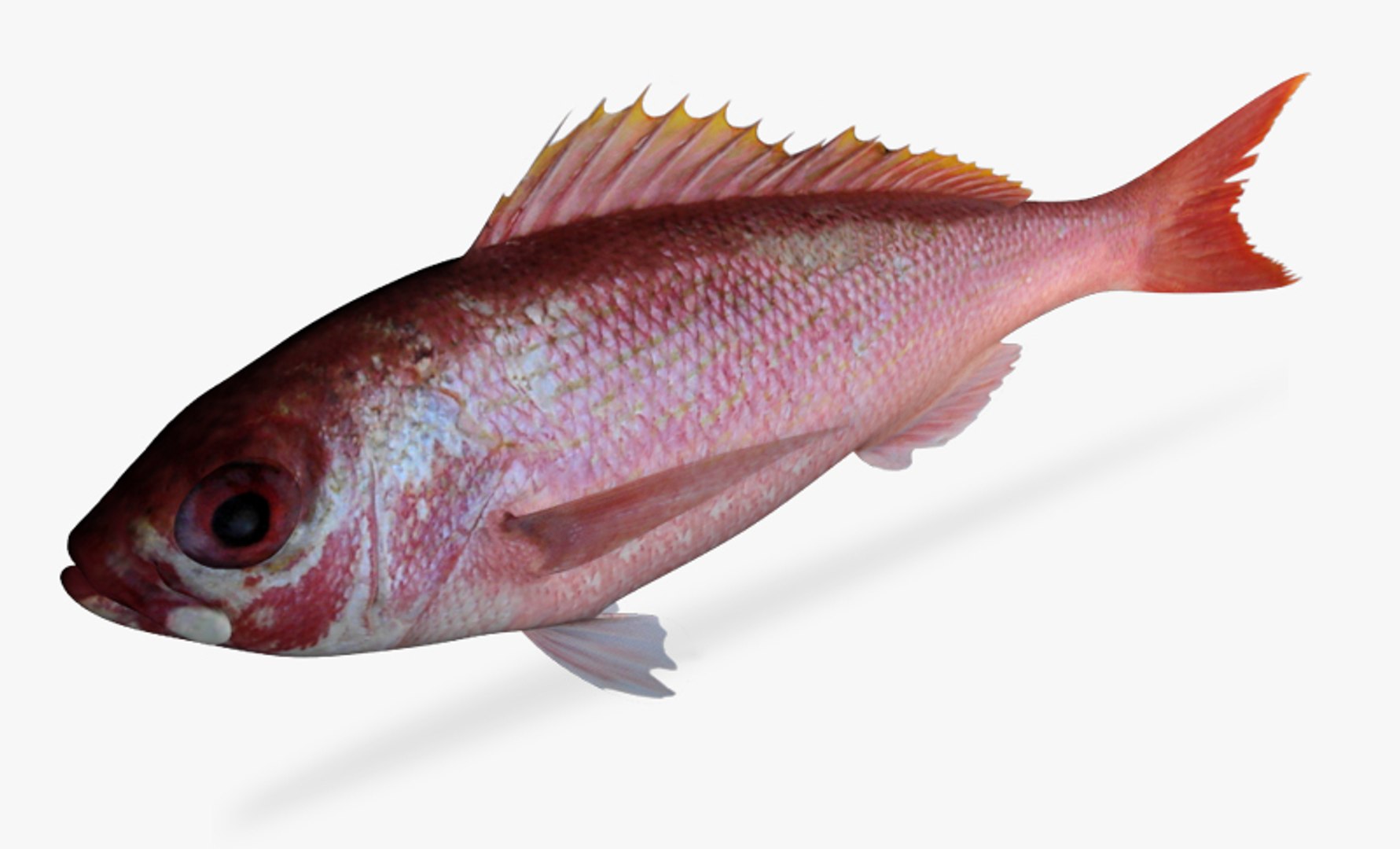 3d model vermillion snapper https://p.turbosquid.com/ts-thumb/DP/FdFq9L/kdvIKNYd/3/jpg/1478346952/1920x1080/fit_q87/8be734ad740b7ee1e8cc09ec37e206dac527b7fe/3.jpg