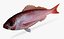 Vermillion Snapper