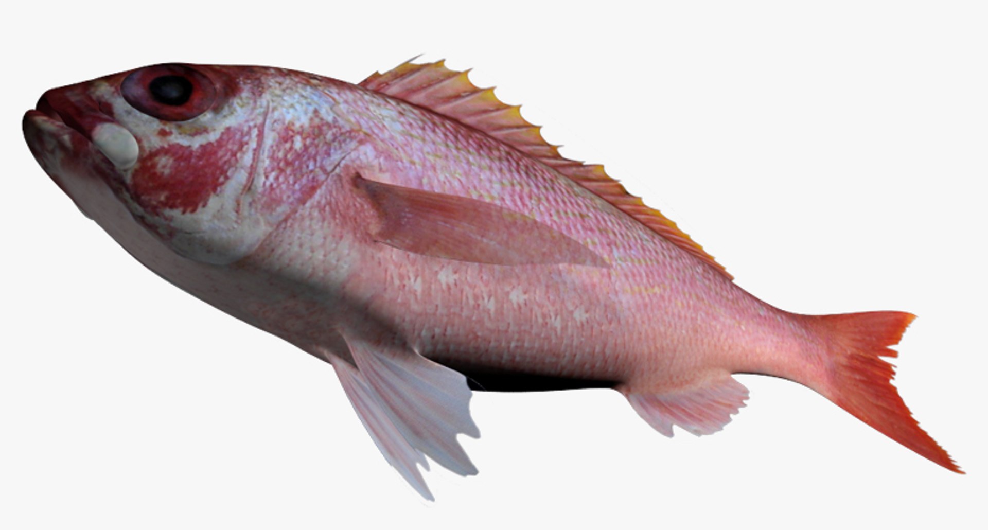 3d model vermillion snapper https://p.turbosquid.com/ts-thumb/DP/FdFq9L/vNugL0Zn/2/jpg/1478346952/1920x1080/fit_q87/7a1041c28875973475ab84e937757f861f8999e9/2.jpg