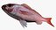Vermillion Snapper