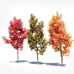 Liquidambar formosana d