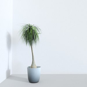 Beaucarnea Recurvata LowPoly