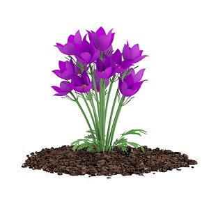 3d pasque flowers pulsatilla vulgaris