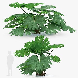 Gunnera manicata 3D model