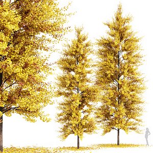 3D model Maidenhair Ginkgo Biloba Fall