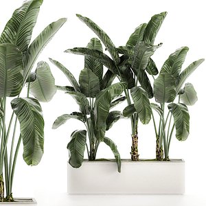 Decorative banana in a white flowerpot for decor and interior design 512