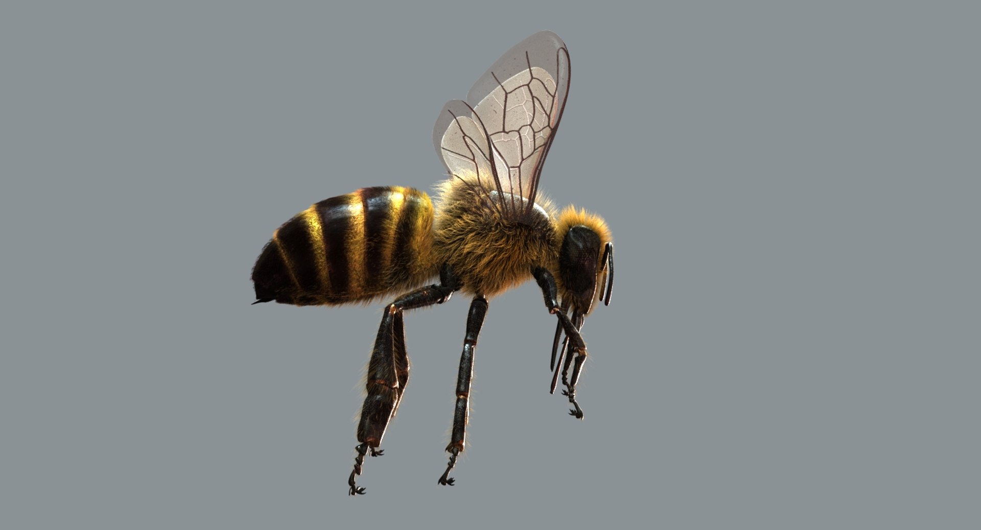 3D model honeybee fur animation 2 https://p.turbosquid.com/ts-thumb/DP/qGH1Xm/EUz0nRVS/02/jpg/1541123442/1920x1080/fit_q87/a97151bed714abaef63ca838f904f5a6ce0828ef/02.jpg