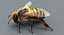 3D model honeybee fur animation 2