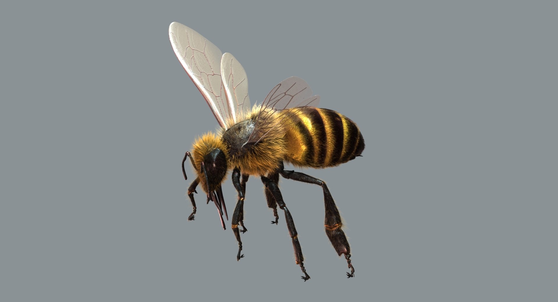 3D model honeybee fur animation 2 https://p.turbosquid.com/ts-thumb/DP/qGH1Xm/PXZmVENy/01/jpg/1541123441/1920x1080/fit_q87/793fed10b4a73420fa7764afa7695e65e308794a/01.jpg