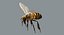3D model honeybee fur animation 2