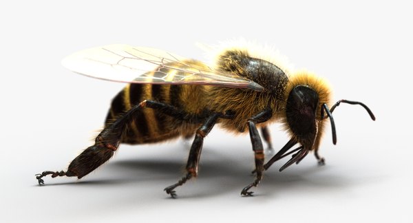 3D Model Honeybee Fur Animation 2 - TurboSquid 1342549