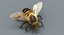 3D model honeybee fur animation 2