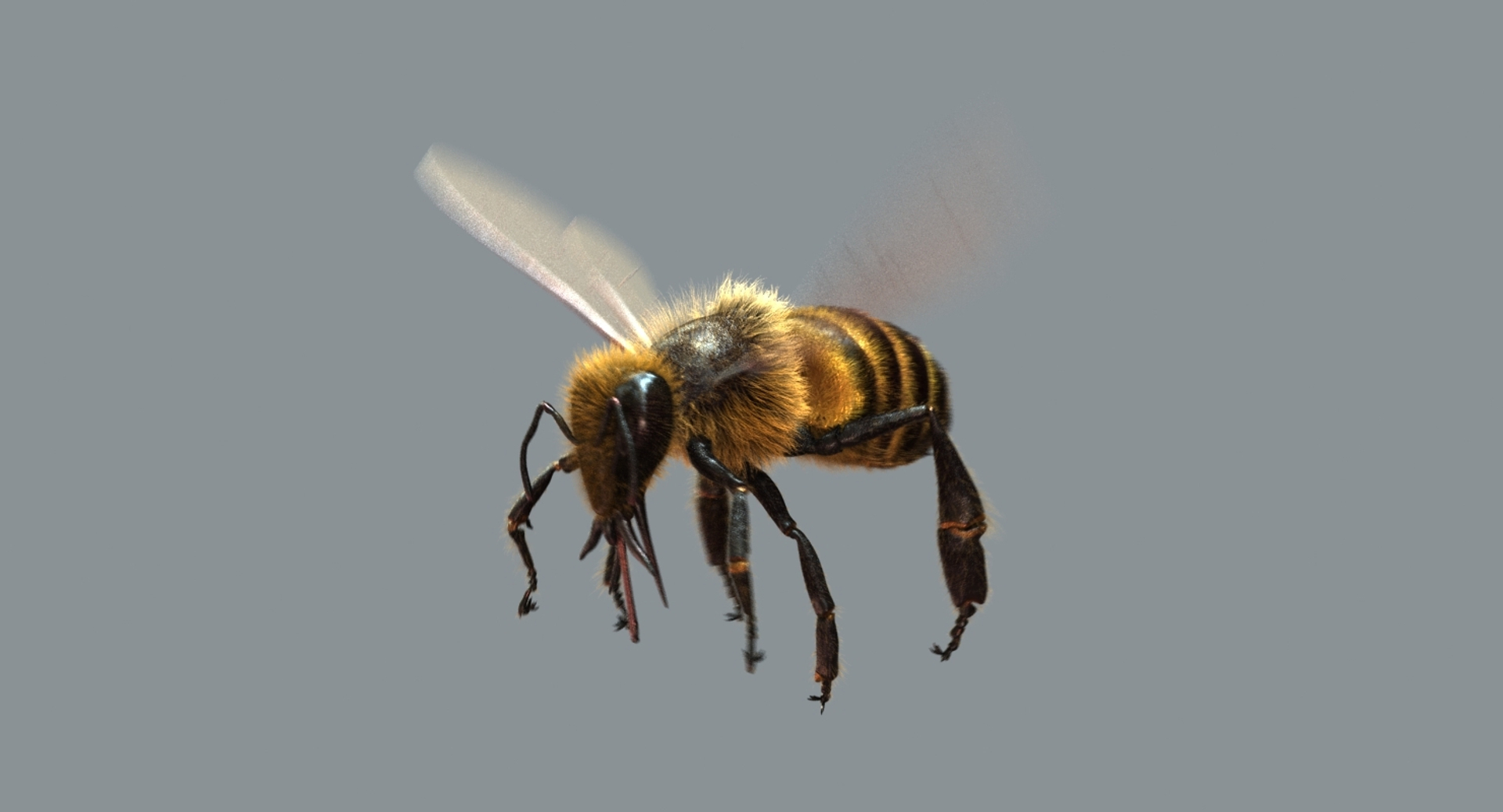 3D model honeybee fur animation 2 https://p.turbosquid.com/ts-thumb/DP/qGH1Xm/uoHxjZHV/turn/jpg/1541123491/1920x1080/turn_fit_q99/c0ea76a87cd17cd0c083e7e9271846d16ff75fc8/turn-1.jpg