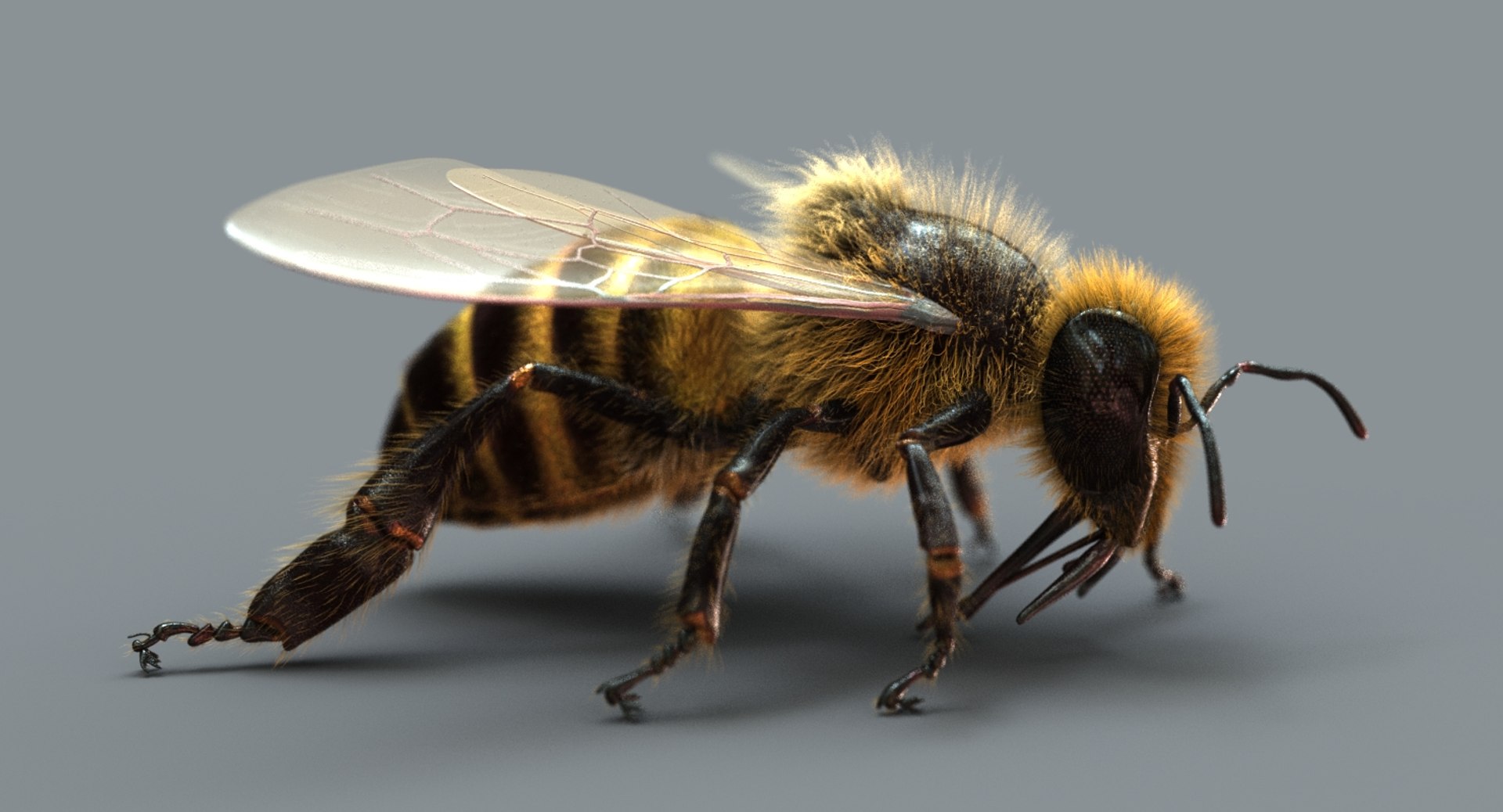 3D model honeybee fur animation 2 https://p.turbosquid.com/ts-thumb/DP/qGH1Xm/xAQOQNYt/sig01/jpg/1541123442/1920x1080/fit_q87/d6bcd5a6f93b84af8fa717d3046bc0c99d87935b/sig01.jpg