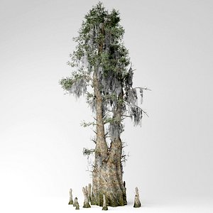 3D model bald cypress tree