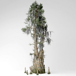 Bald cypress tree
