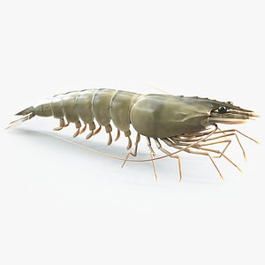 Prawn Rigged 3D model