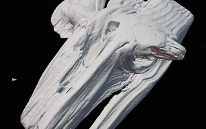 3D [CTScan]driftwood