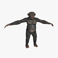 Chimp (RIGGED)