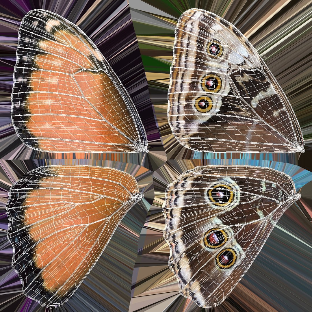 Exotic Butterfly Set Multicolor model https://p.turbosquid.com/ts-thumb/DQ/M8cW34/Oq/exotic_butterfly_set_multicolor_014/jpg/1781040918/1920x1080/fit_q87/28f8a7469d4dd348164273b77edb82265893e945/exotic_butterfly_set_multicolor_014.jpg