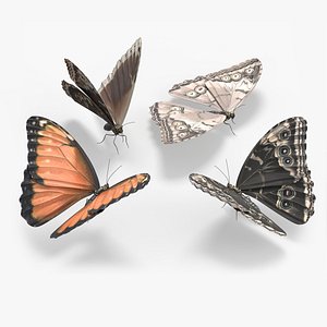 Exotic Butterfly Set Multicolor model