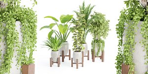 indoor plants collection vol 53- Blender 3D model