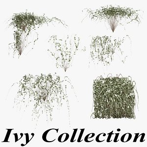 Ivy Collection