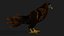 Kestrel-B9