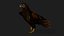 Kestrel-B9