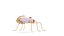 Anatomie complète de l'abeille statique