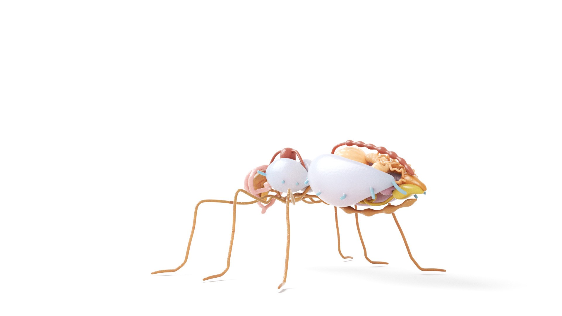 3D Full Bee Anatomy Static model https://p.turbosquid.com/ts-thumb/DQ/T8sBUC/G8/honey_bee_anatomy0004/jpg/1657532046/1920x1080/fit_q87/eac65a5e2e10275aacbf33ac7b2813af134bc7c2/honey_bee_anatomy0004.jpg