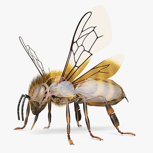 3D Full Bee Anatomy Static model
