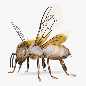 Full Bee Anatomy Static