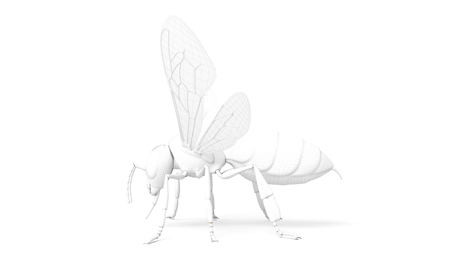 3D Full Bee Anatomy Static model - TurboSquid 1925699