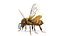 Anatomie complète de l'abeille statique