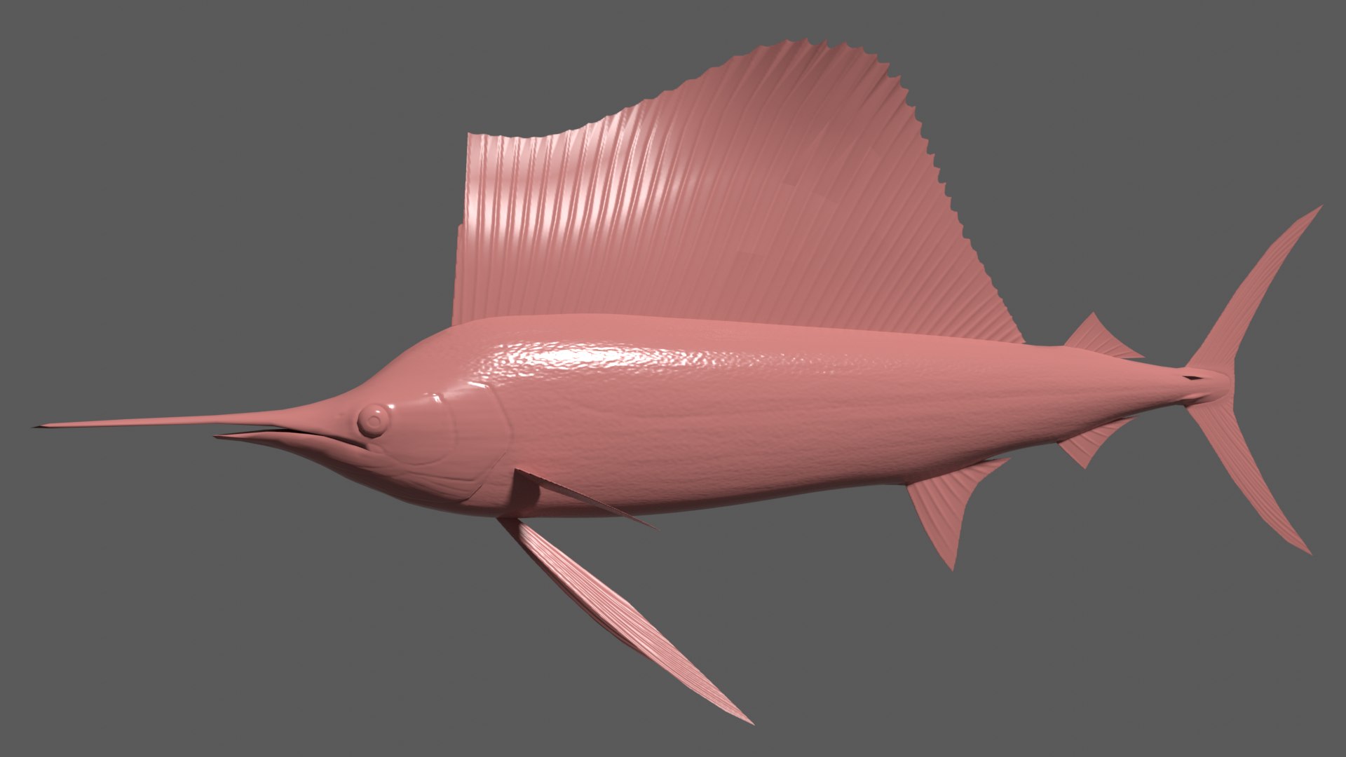 3d indo-pacific sailfish model https://p.turbosquid.com/ts-thumb/DQ/UFvJfb/0v/sailfishbump/png/1630329430/1920x1080/fit_q87/8daad17c37931758079eda2b1f5f552c99a5c8ff/sailfishbump.jpg