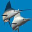Indo-Pacific sailfish