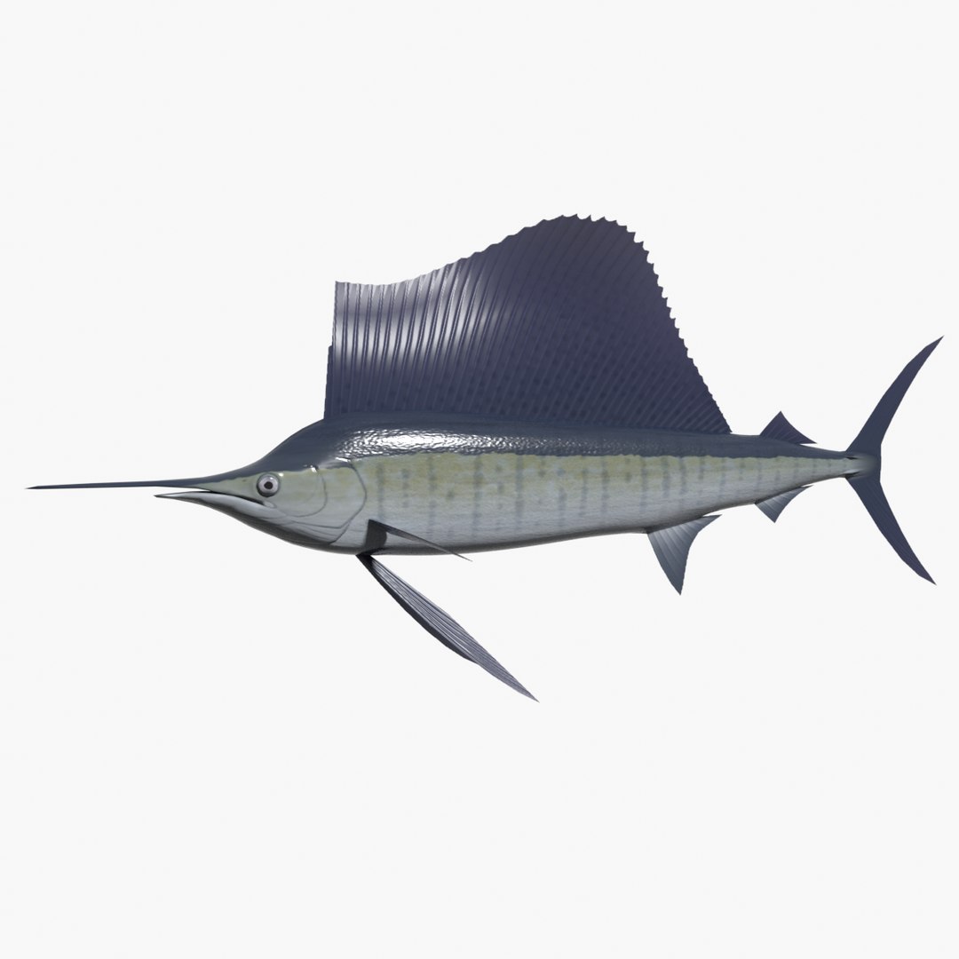 3d indo-pacific sailfish model https://p.turbosquid.com/ts-thumb/DQ/UFvJfb/iw/sailfishsearchimage/png/1630329429/1920x1080/fit_q87/bb409f25ede3341f7476e913531a678c51e928e0/sailfishsearchimage.jpg