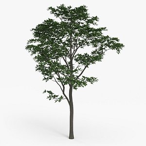 3D model Tree Magnolia Liliflora C
