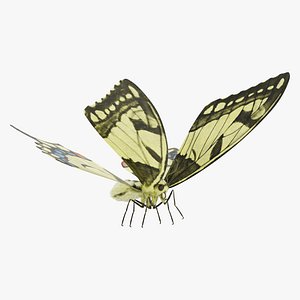 Papilio Machaon Butterfly Rigged