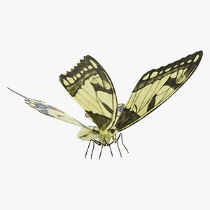 Papilio Machaon Butterfly Rigged