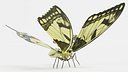 Papilio Machaon Butterfly Rigged