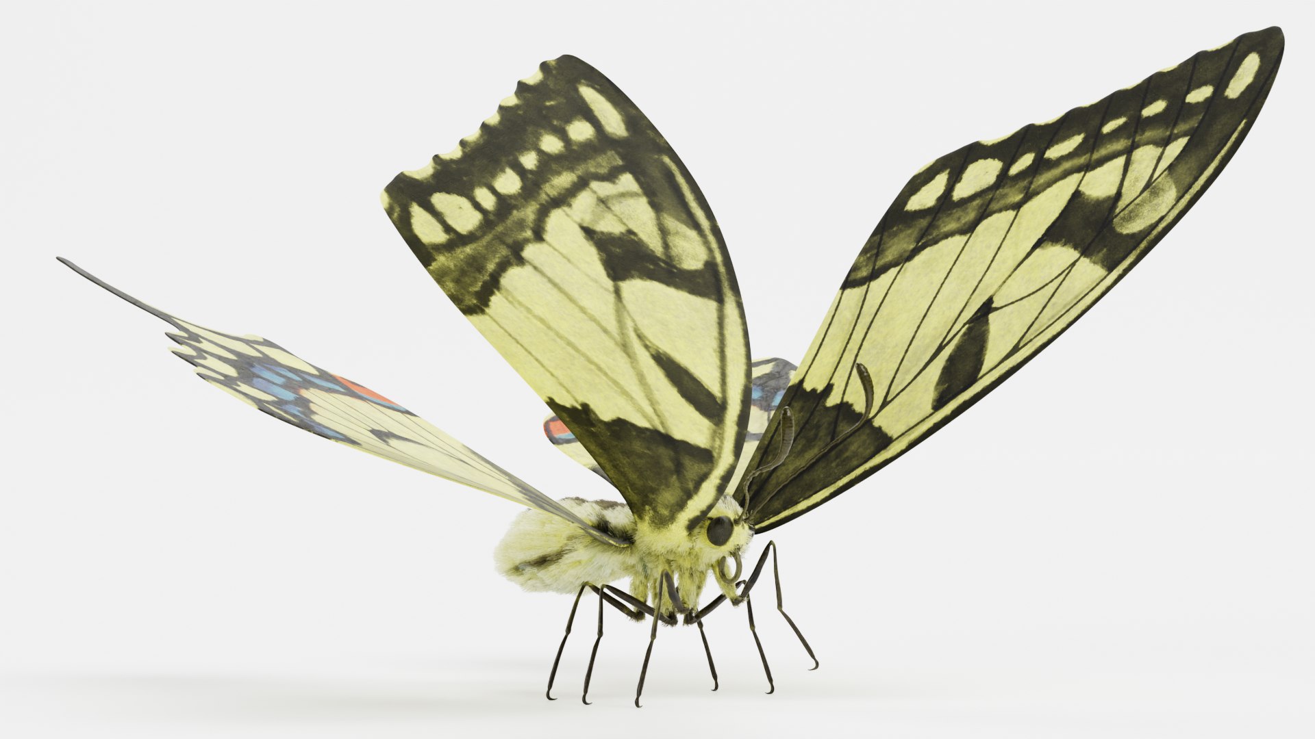 3D Insect - Huge Collection https://p.turbosquid.com/ts-thumb/DQ/aHYiV6/hA/papiliomachaonbutterflyrb/png/1785533571/1920x1080/fit_q87/680bc4b0f1006163a491d68ce61c0a3284686d22/papiliomachaonbutterflyrb.jpg