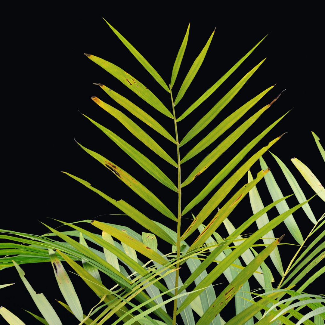 Mossy Rocks and Tropical Plants 3D Model Realistic Nature Asset 3D model https://p.turbosquid.com/ts-thumb/DQ/bTnCxu/H7/5/jpg/1742286466/1920x1080/fit_q87/32ed30db22f6b1df3d4d3cc718261600490f1bac/5.jpg