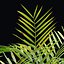 Modèle 3D de rochers moussus et de plantes tropicales : un atout naturel réaliste